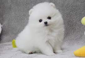 [주문용] 골라담기 - PICK